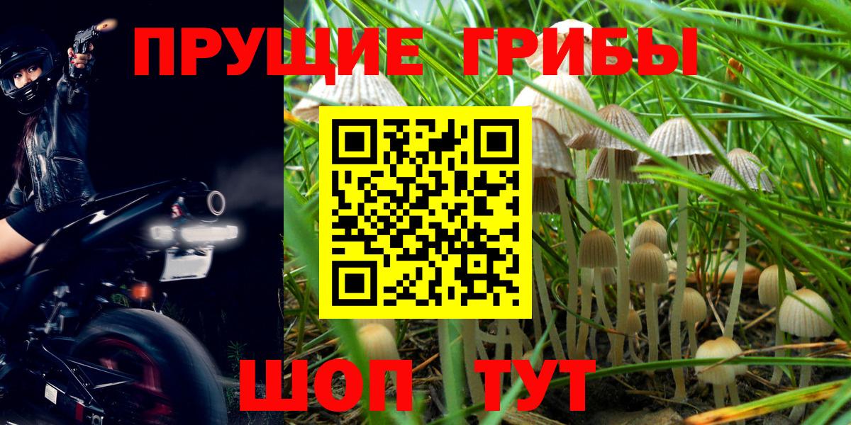 Псилоцибиновые грибы Psilocybe  Вход с VPN  сколько стоит  Калининград 