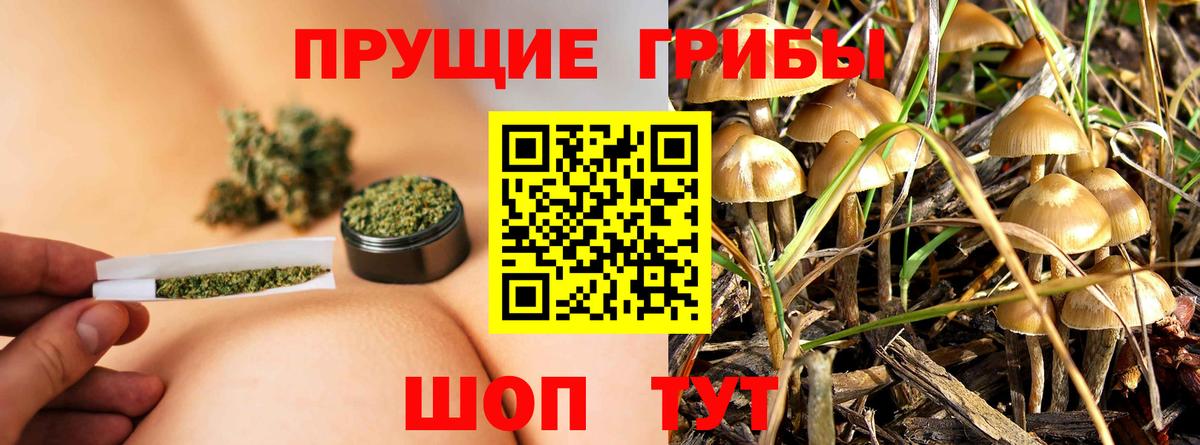 Псилоцибиновые грибы мицелий Калининград